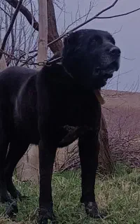 سگ سراب جهت کشش