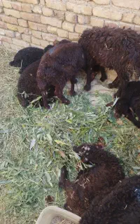گوسفند برره