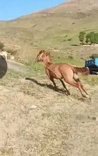 اسب مادیان