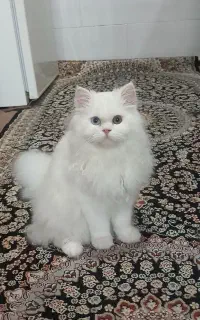 زیباترین پرشین کت با دو رنگ چشم