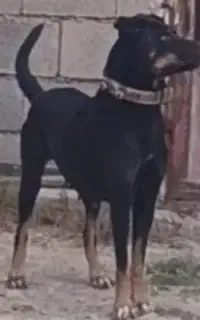 سگ ماده دوبرمن گتوند