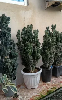 گل کاکتوس صخره ای