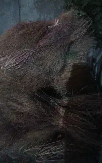 جارو محلی