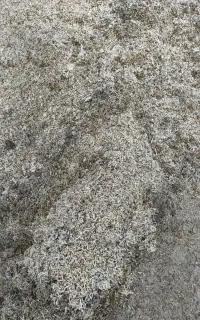 تفاله پرس