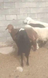بره نر