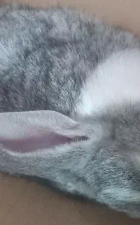 خرگوش سفید خاکستری