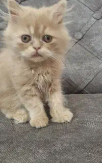 بچه گربه نژاد اصیل پرشین