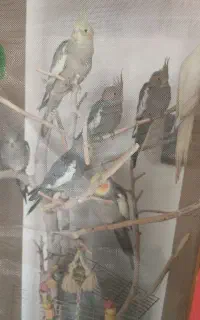 عروس هلندی