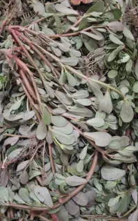 سبزی