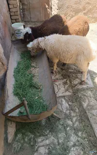 سه عدد بره