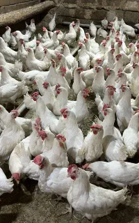 مرغ تخم گذار