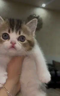 واگذاری گربه های اسکاتیش و بریتیش