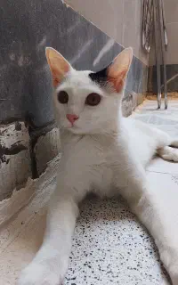 گربه دستی نمک دختر