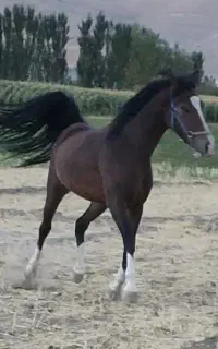 کره مادیان
