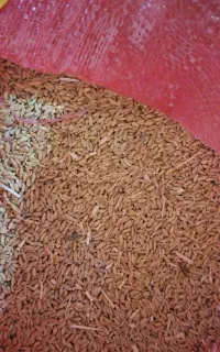 گندم دیم