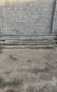 چوب تیرسفیدال بید