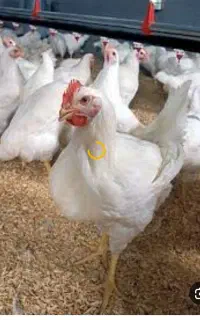 به یک کار گر ساده جهت کار در مرغداری نیازمندیم