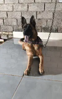 سگ ماده ژرمن