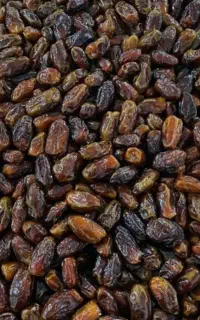 خریدار خرمای شاوی کیفیت خوب