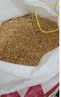 گندم