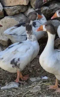 غاز جوان دم تخم
