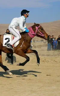 فروش مادیان