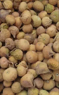 انجیر تازه استهبان