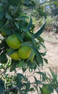 نارنگی ژاپنی شیرین سردرختی