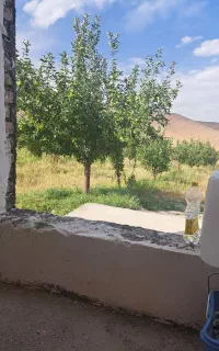 فروش سیب روی درخت