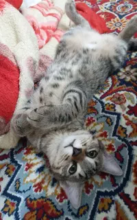 واگذاری بچه گربه