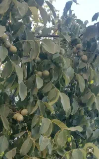 اجاره گردو