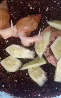 حلزون تخم گذار
