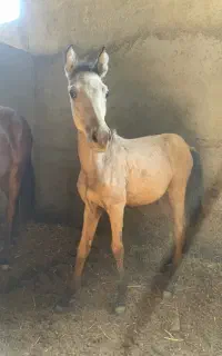 اسب یورقه
