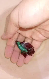 ۸ عدد فایتر نر و ماده باهم