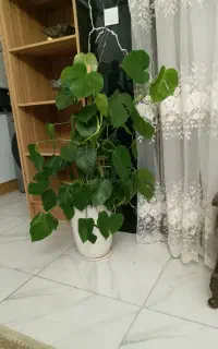 گل برگ قلبی سازگار با آپارتمان رونده و پر برکت