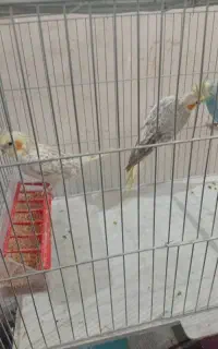 عروس هلندی