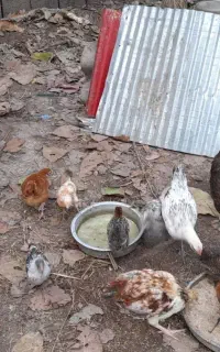 جوجه