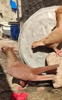 کبوتر سرخ وزرد
