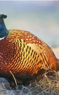 تخم مرغ آمریکایی