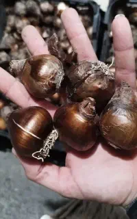 پیاز نرگس مادر کاسه ای