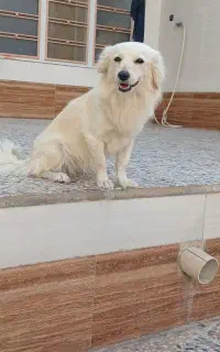 سگ خونگی اروم