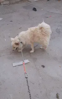 سگ پا کوتاه ماده