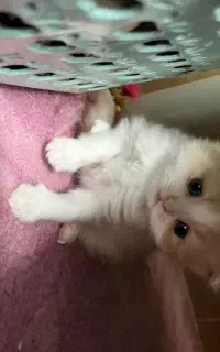 توله گربه پرشین