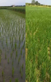 ((کود زئومیکس)) فیلم رضایت  کشاورزان را ببینید