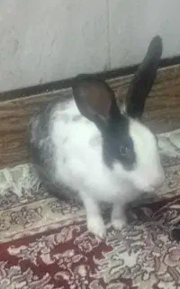 خرگوش خوشکل باهوش  ابست