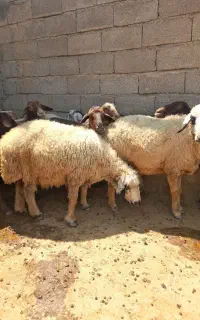 ۳عدد شک آبستن