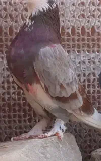 کبوتر