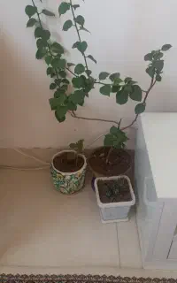 گل کاغذی موقع گل دادن گل سرخابی میدهد