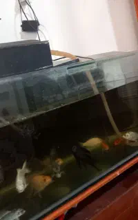 دستگاه  تصویه و پمپ هوا