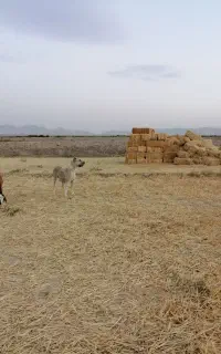 مایل به معاوضه هستم با سگ نر